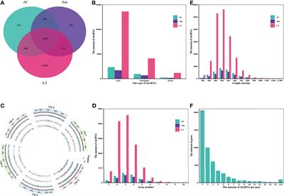 Genome-Wide Identification of CircRNAs of Infective Larvae and Adult Worms of Parasitic Nematode, Haemonchus contortus